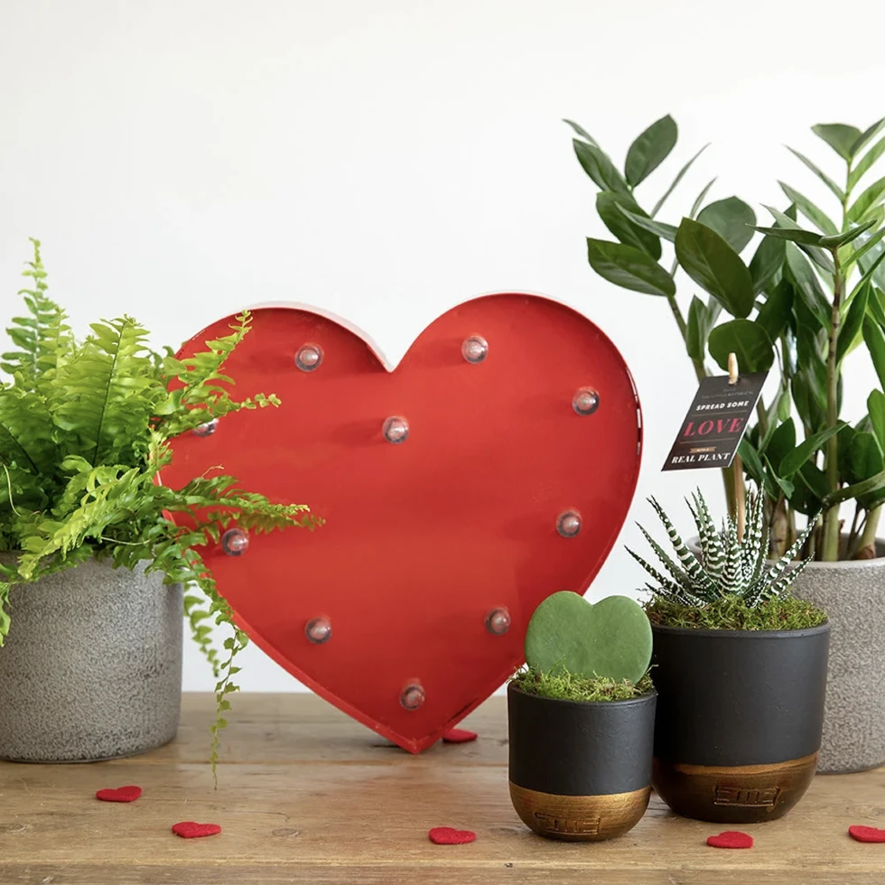 Heart-Shaped Succulent In Pot - Various Colours - Image 2