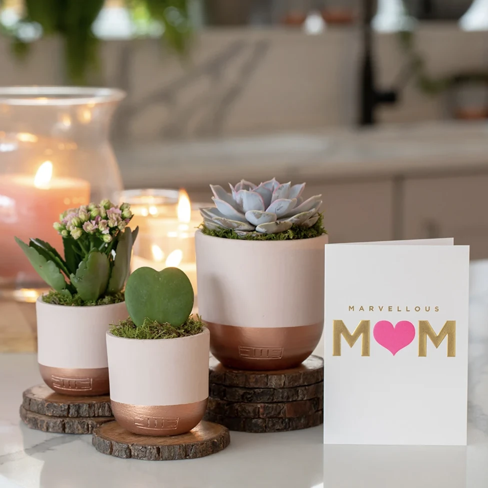 Heart-Shaped Succulent In Pot - Various Colours - Image 3