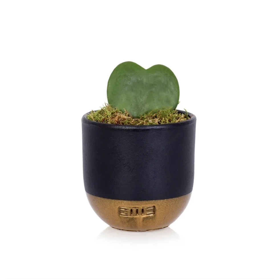 Heart-Shaped Succulent In Pot - Various Colours - Image 9