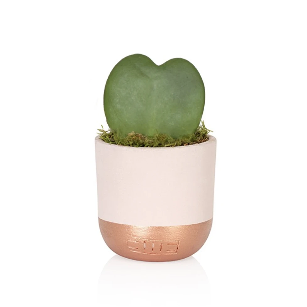 Heart-Shaped Succulent In Pot - Various Colours - Image 8