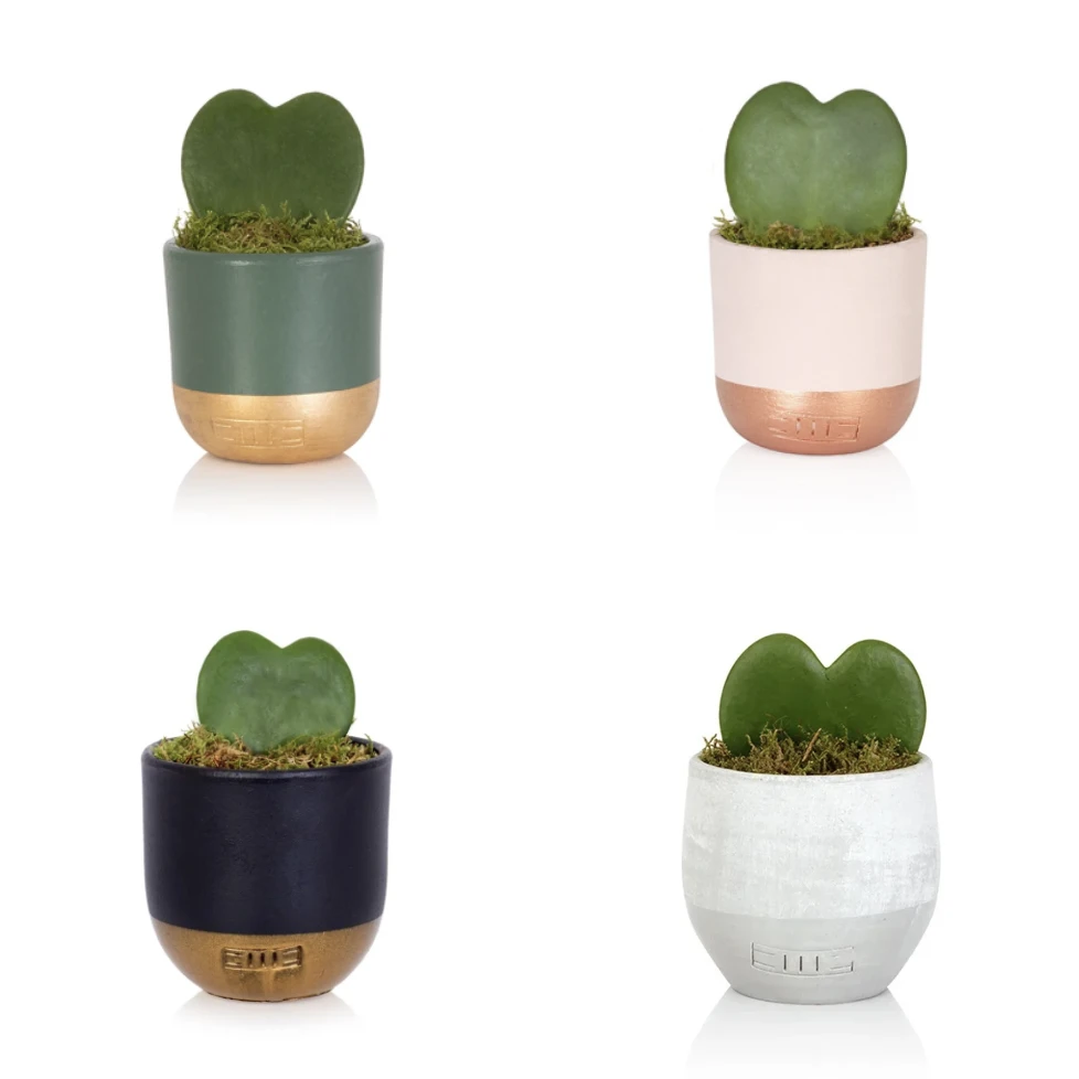 Heart-Shaped Succulent In Pot - Various Colours