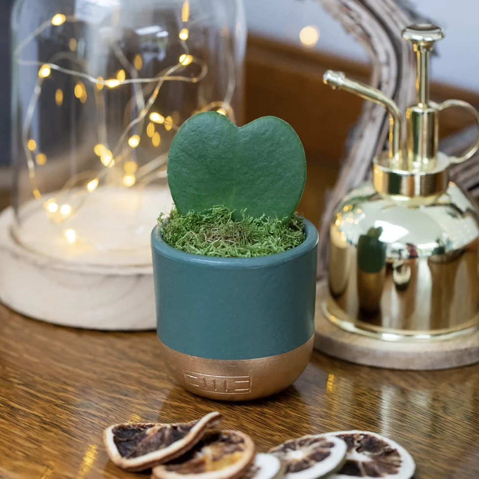Heart-Shaped Succulent In Pot - Various Colours - Image 4