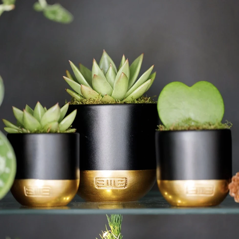 Heart-Shaped Succulent In Pot - Various Colours - Image 10