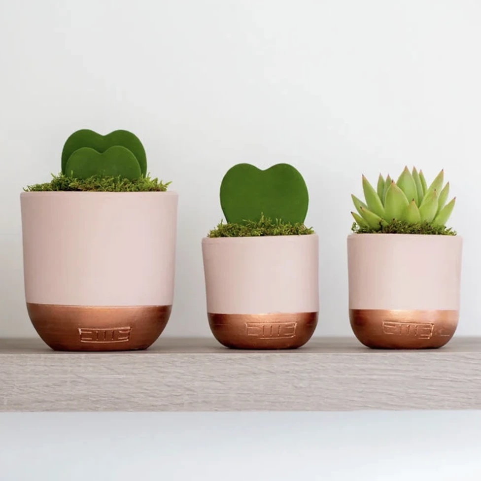 Heart-Shaped Succulent In Pot - Various Colours - Image 5