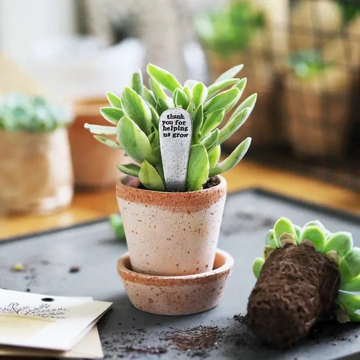 'Thank You For Helping Me Or Us Grow' Plant Marker - Image 2